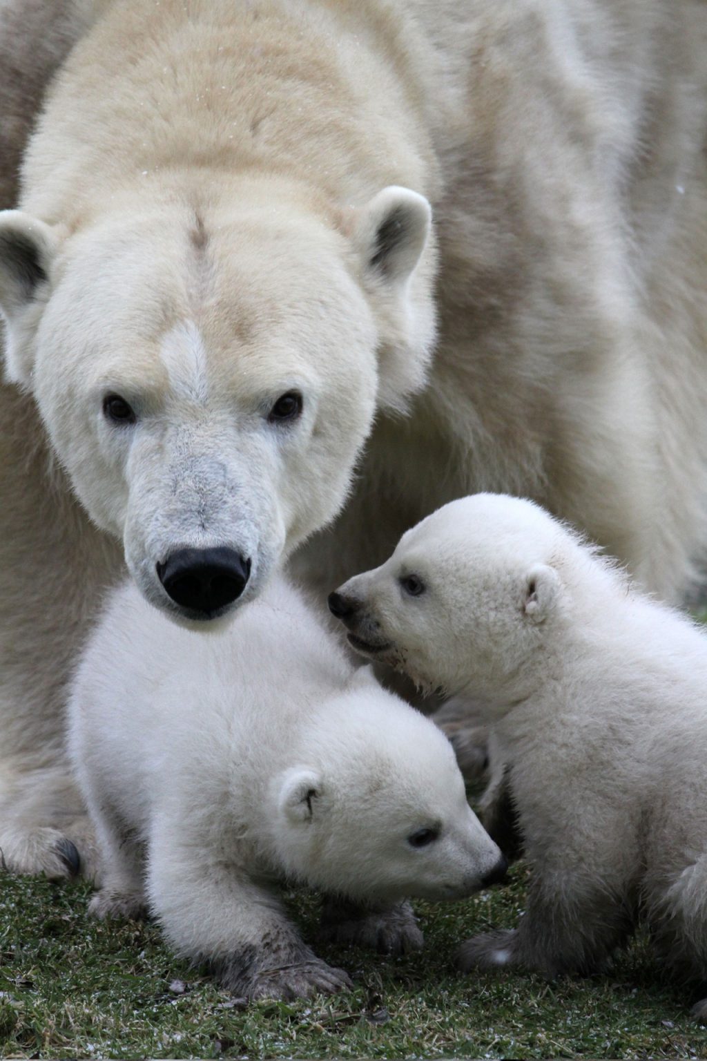 Белая Медведица с двумя медвежатами фото
