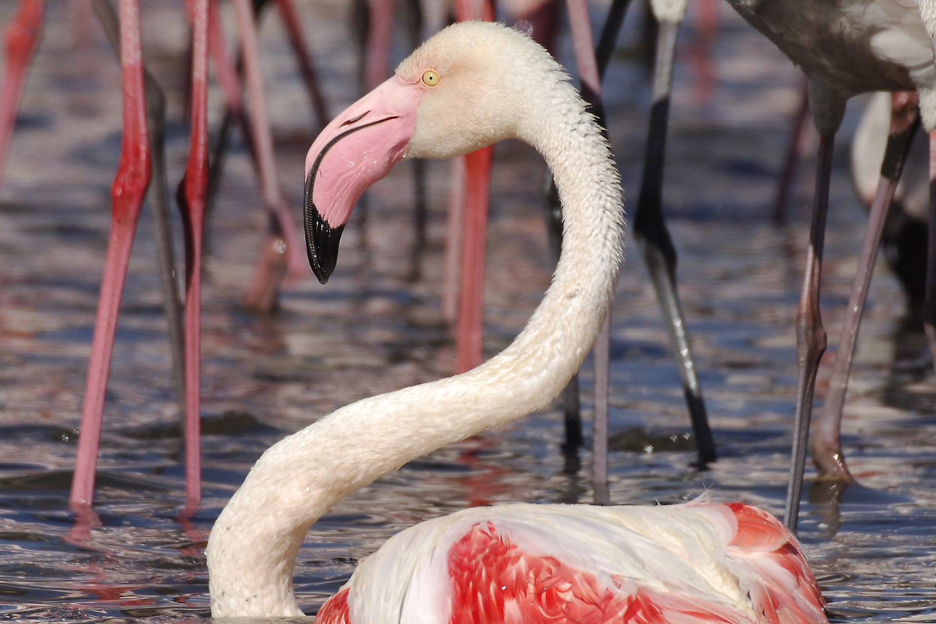 Middellandse Zee Gezond eten overzien Flamingo | Kom alles te weten | Dierenrijk